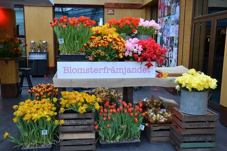 Blomsterfrämjandets och MixMegapol unlugged tulpankonsert