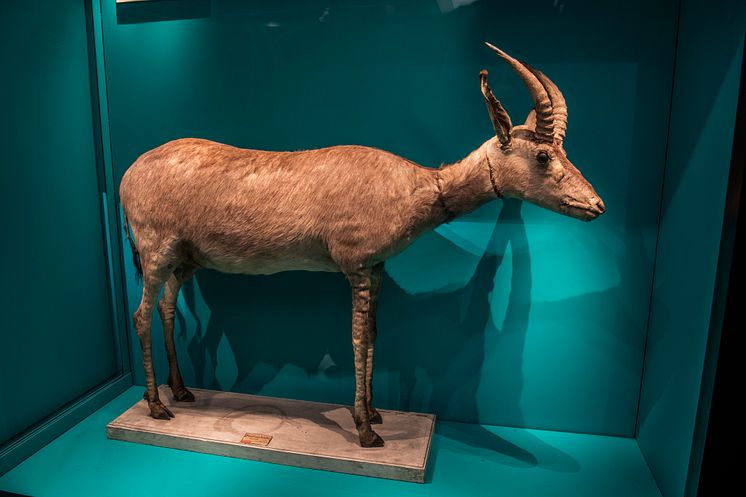 Bekräftad blåbock på Naturhistoriska riksmuseet