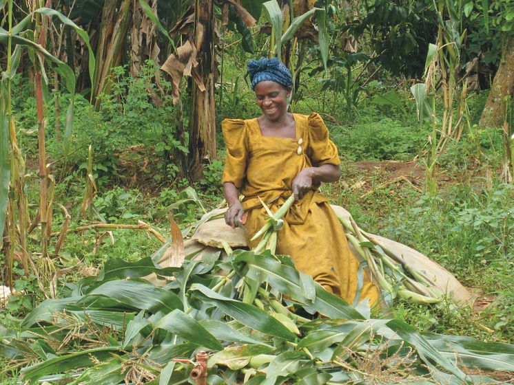 SLU Global. Harvest.