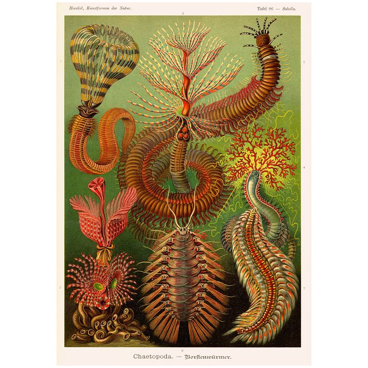 Ernst Haeckel, Kunstformen der Natur, Tafel 96 Chaetopoda– Borstenwürmer, 1899–1904. 1x1