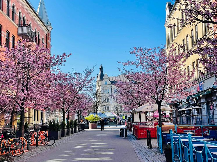 Blommande Ängelholmsgatan