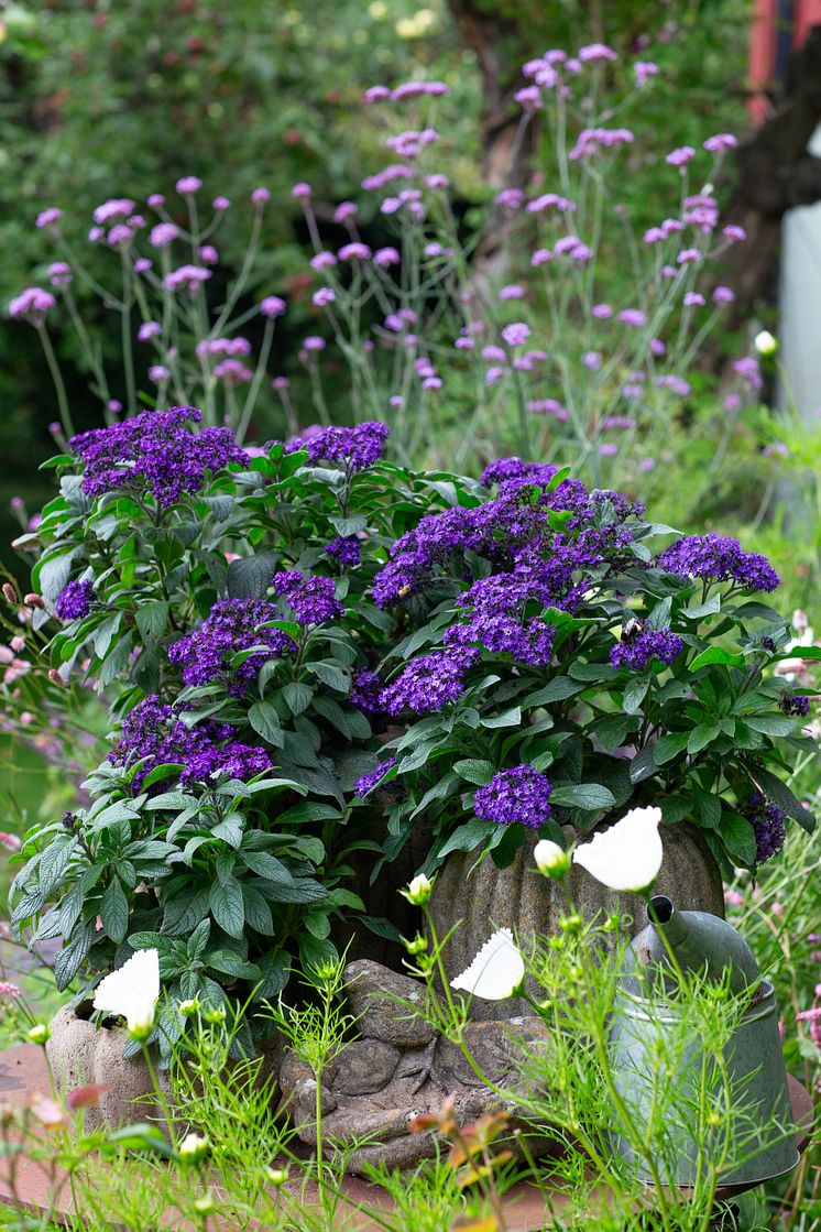 Heliotropium arborescens Årets Sommarblomma 2024 foto annikasnaturligating (6).jpg