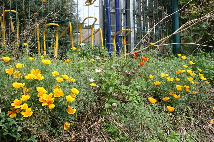 Royston station gardening