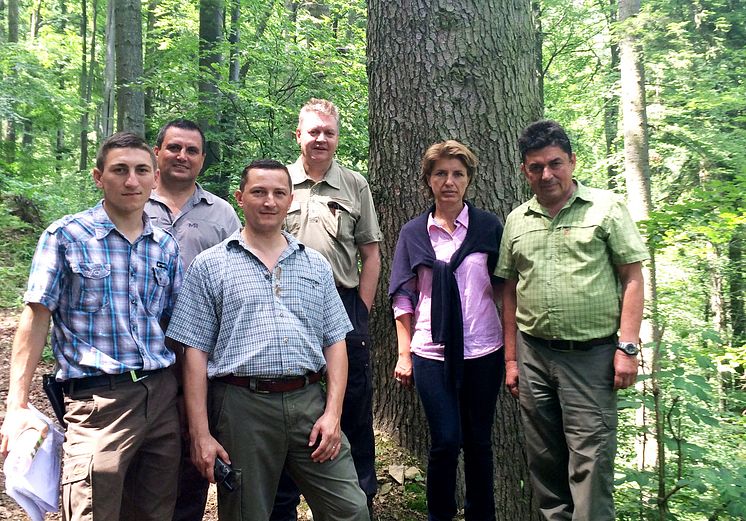 The site of Forest Romania 2015 is typical of Romania, with steep terrain and large stems. 