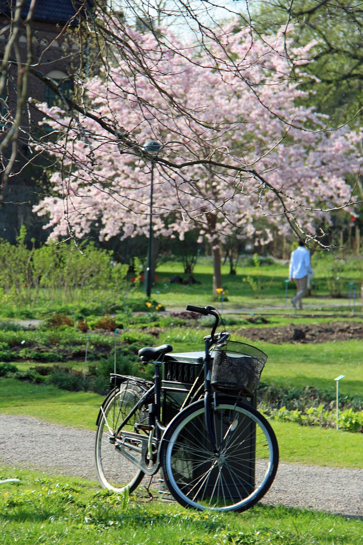 Cykel parkerad en vårdag i Botan, Lund. Fotograf: Susanna Hansson