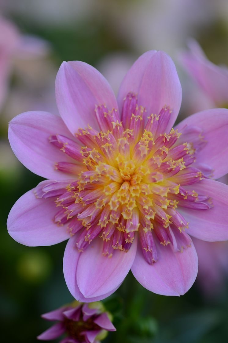 Årets Victoriadahlia 2025 - ’Starburst Pink’
- en Anemonblommig Sommardahlia som det påtagligt sprakar om.