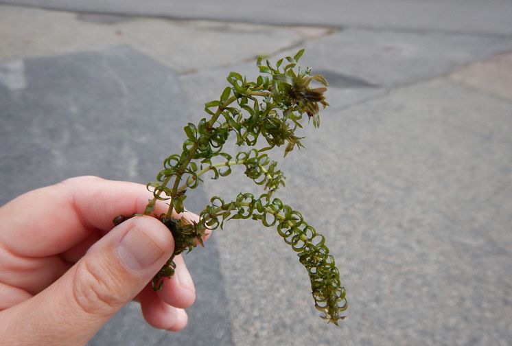 Smal vattenpest, på latin: Elodea nuttallii