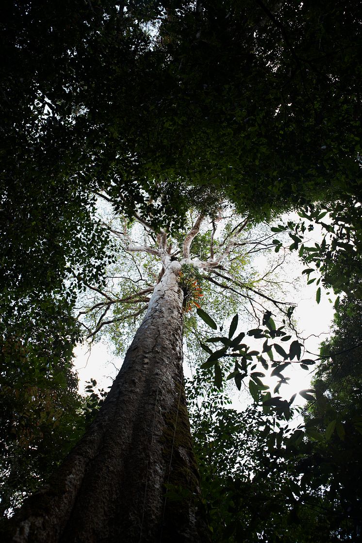 Trækroner i Costa Ricas regnskov
