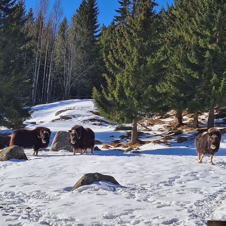 Vårvinter hos myskoxarna på Vildmarksparken Järvzoo