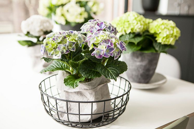 Hortensia - en effektiv luftfuktare med ljuvlig blomning