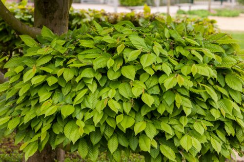 Carpinus betulus