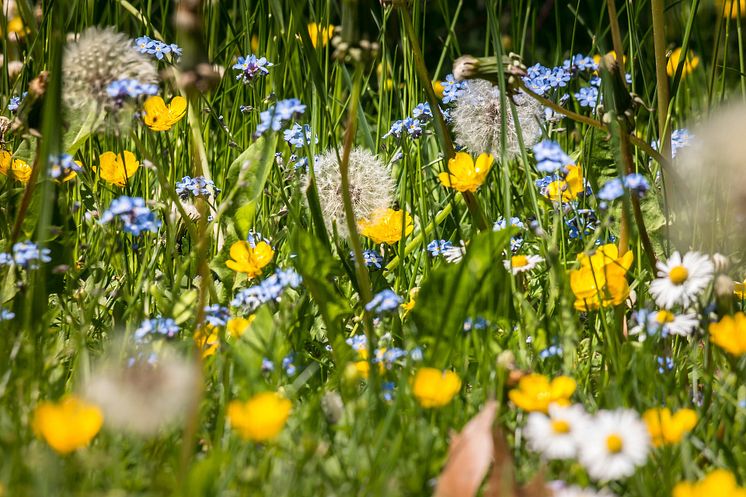 flower-meadow-g3b6934268_1920