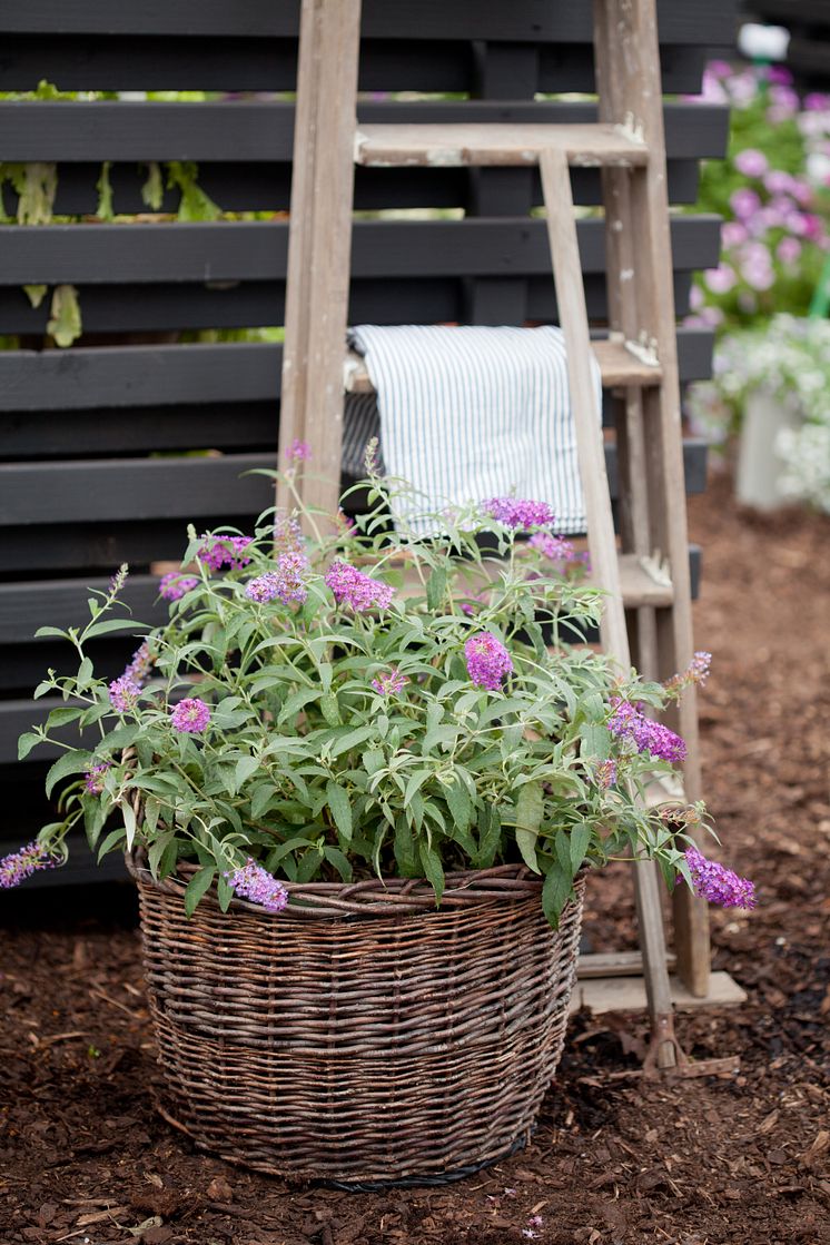 Buddleja 'Pink Purple'