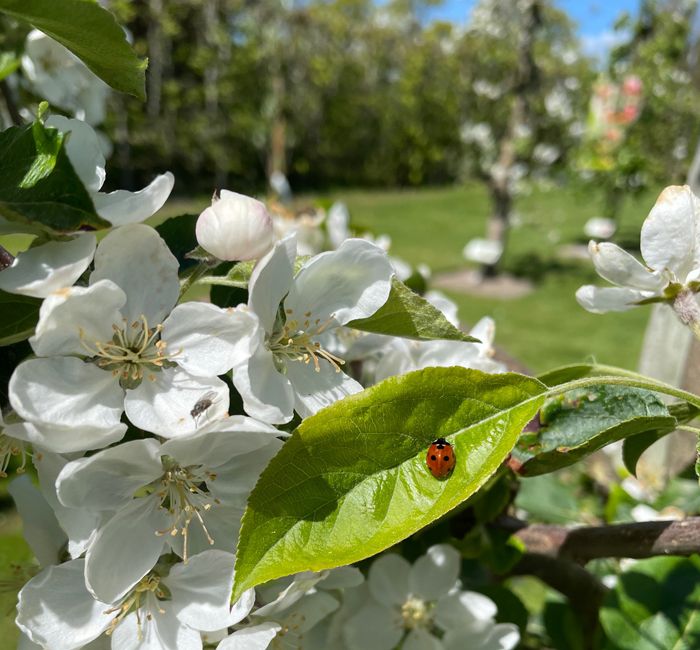 Nyttodjur i äppelblom