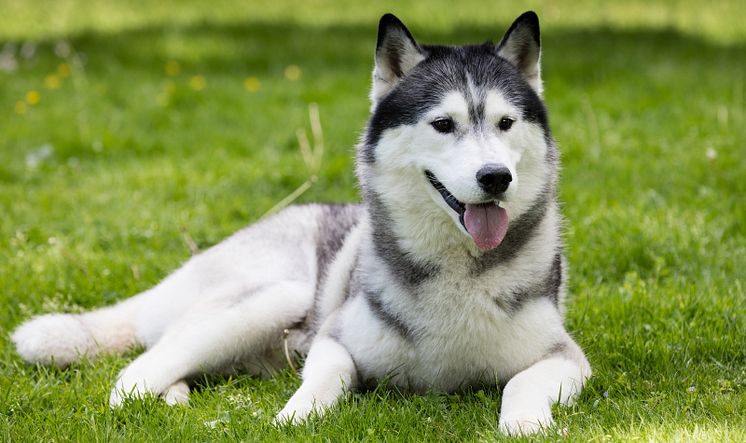 Siberian Husky