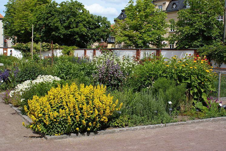 Botaniska trädgården arkiv-1lowres