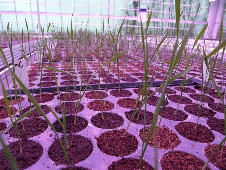 Pajbjergfonden og Nordic Seed: Planter i det nye drivhus