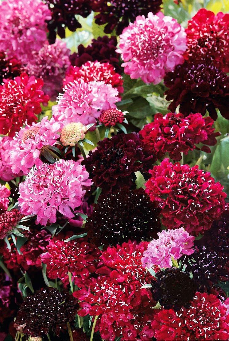 Praktvadd 'Summer Fruits'_638623451598183726-ZS.jpg