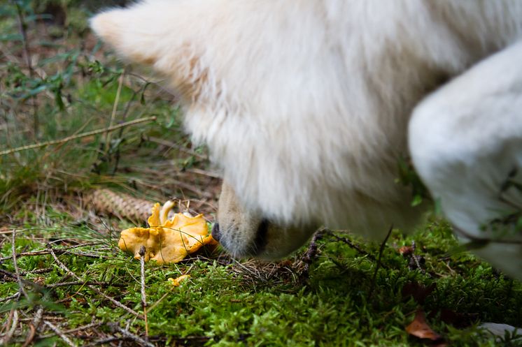 Svampsök med hund