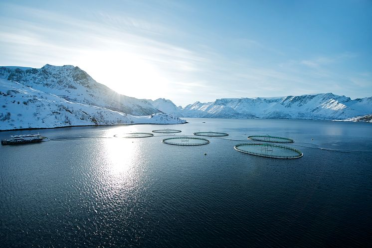 Laksemerder - salmon cages