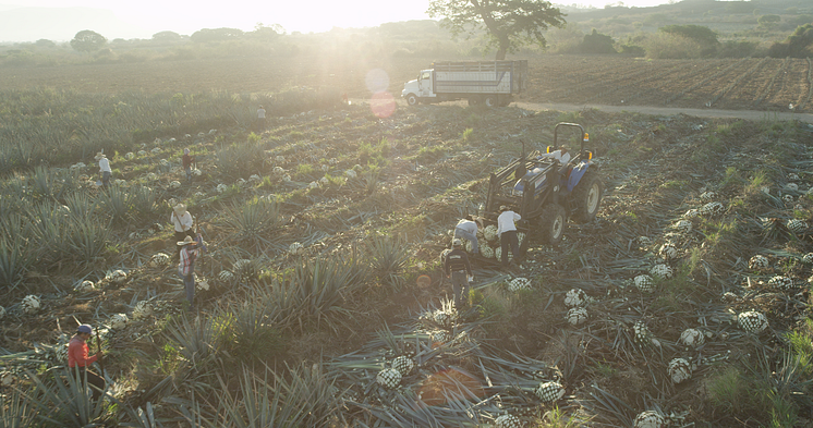 Agave