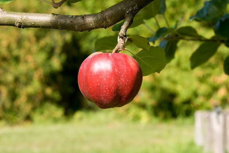 Äpple, Röd höstkalvill, foto Peter Segemark, Nordiska museet