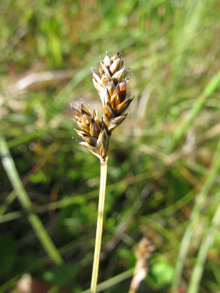Carex heleonastes_5658_SS
