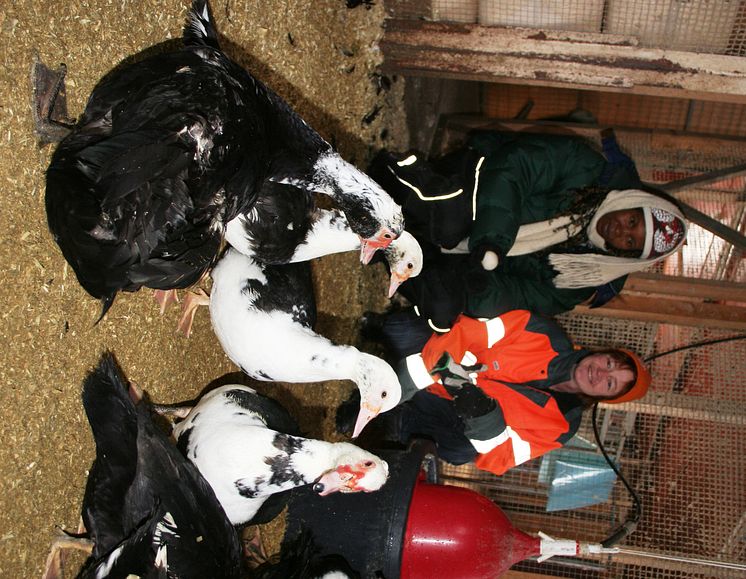 Elizabeth på studiebesök hos Jenny Lundgren & Hagbygårds fågelfarm