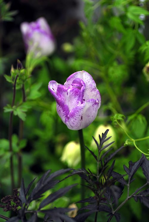 Triumftulpan, Tulipa gesneriana (Triumph-Gruppen) 'Shirley'