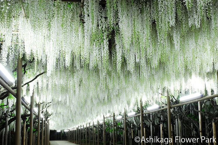 Ashikaga Flower Park(5)