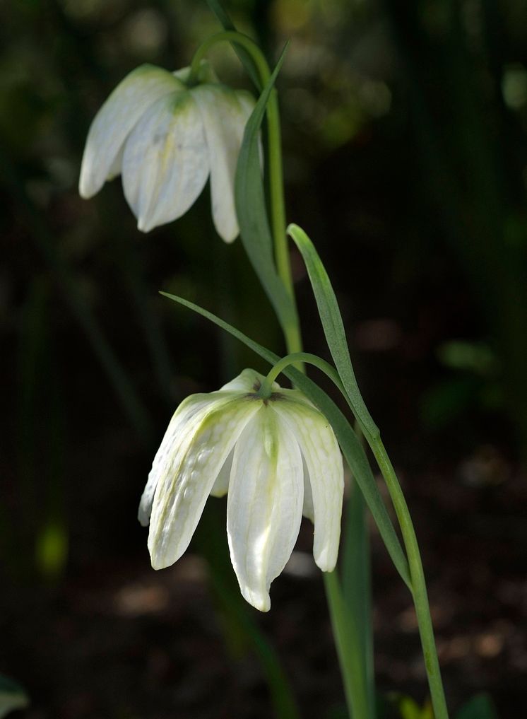 Kungsängslilja Fritillaria meleagris 'Alba' 