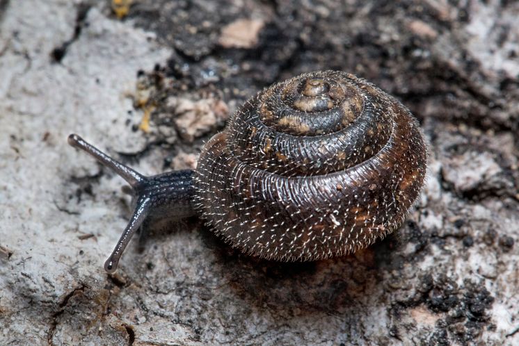 Skäggsnäcka, Trochulus hispidus_Foto_ Jonas_Roth