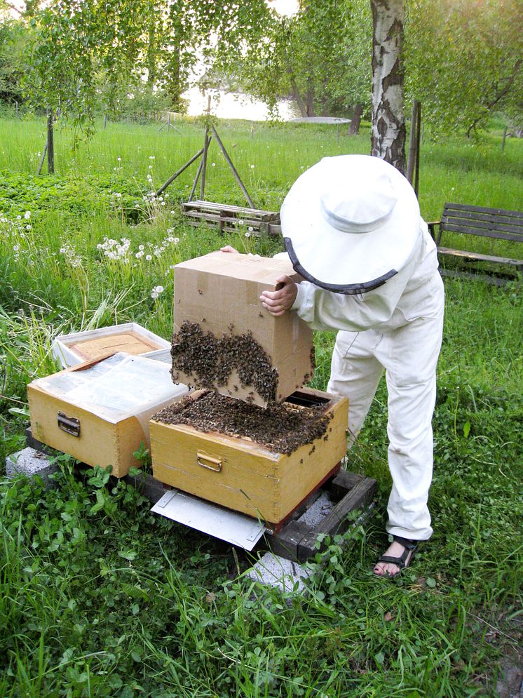 Biodlare "slår in" en svärm bin i en ny kupa