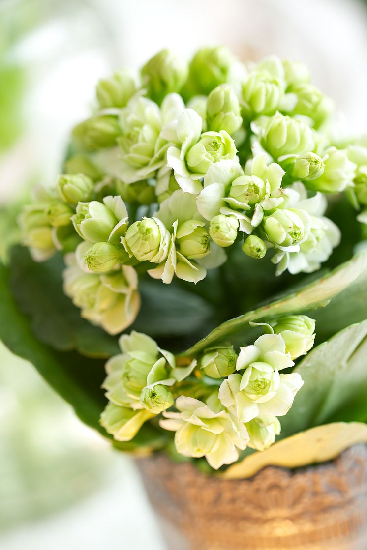 Våreld kalanchoe