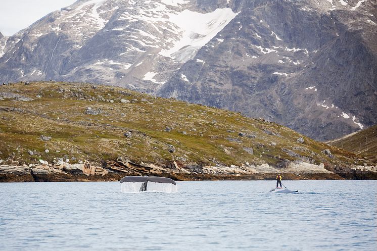 Nuuk Excursion - SUP Paddler between whales, Nuuk. Photo - Peter Lindstrom , Visit Greenland