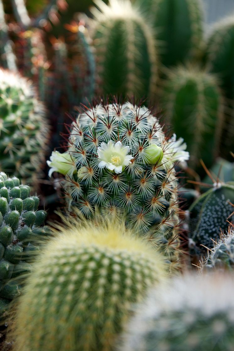 Kaktusar i olika former