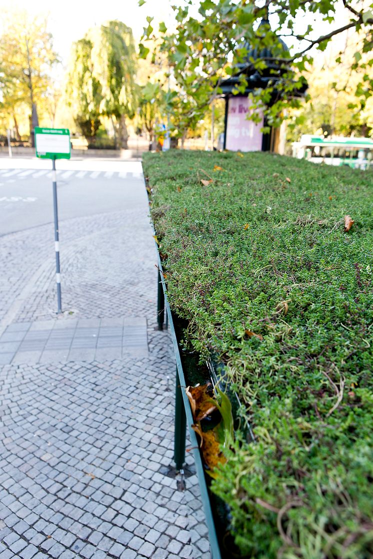Sedumtak på väderskydd Malmö