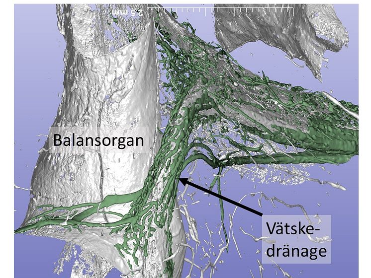 Synkrotronröntgen av innerörat