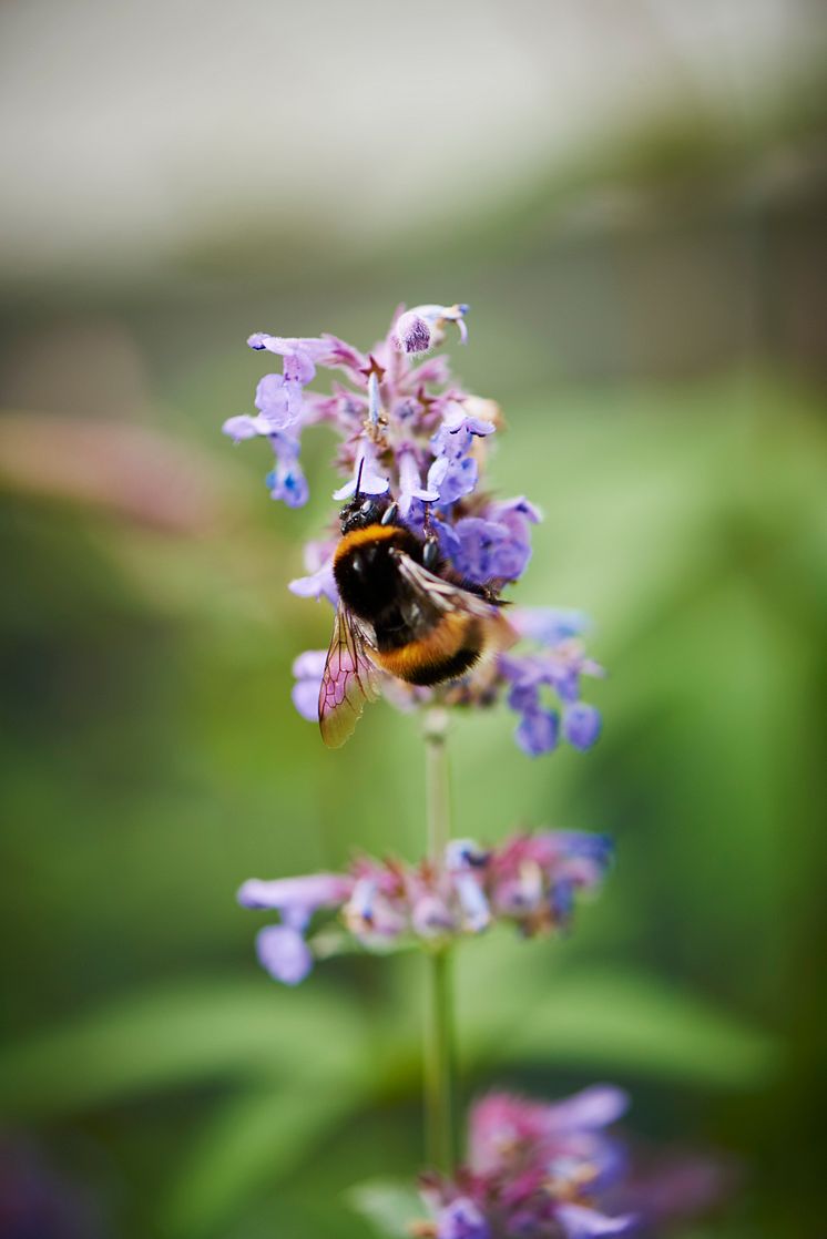 Plantagen_Pollineringsveckan_6