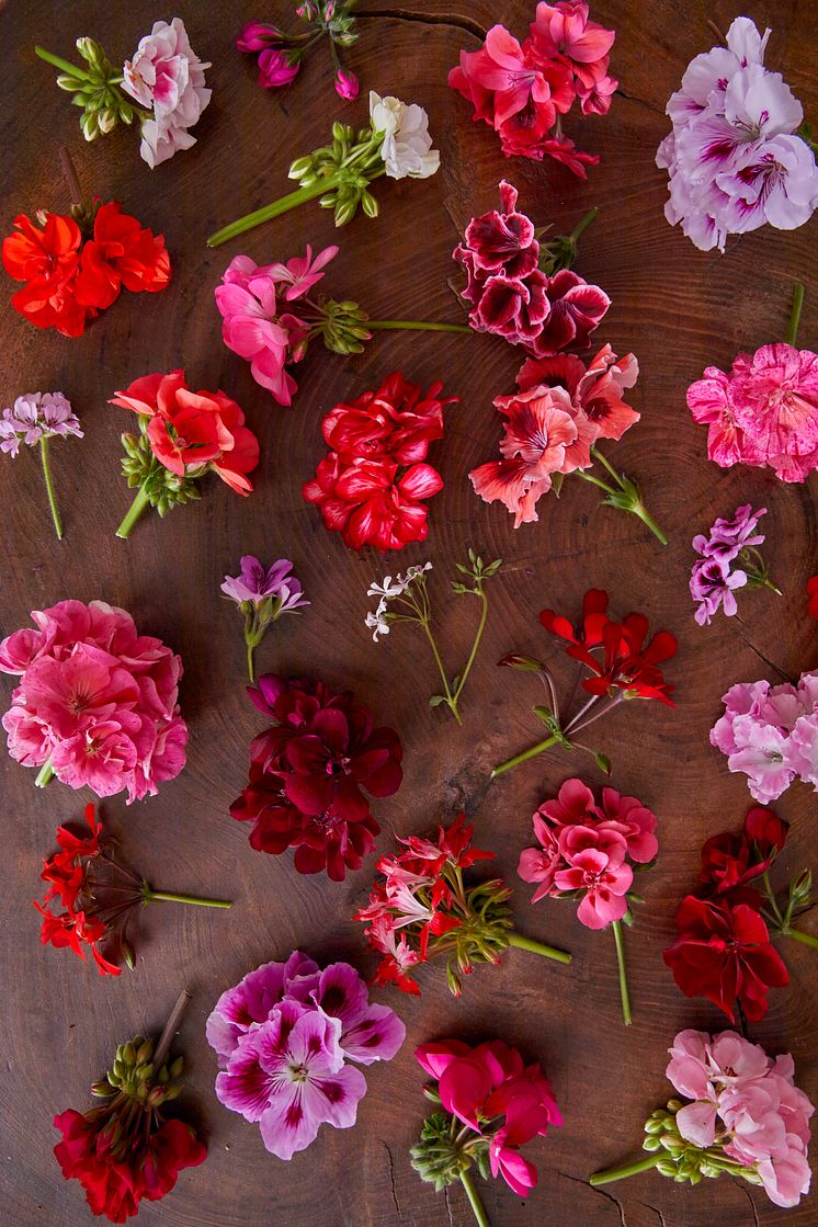 2022_Geraniums_8010_DIY_Dried_and_Fresh_Flower_Bouquet_02