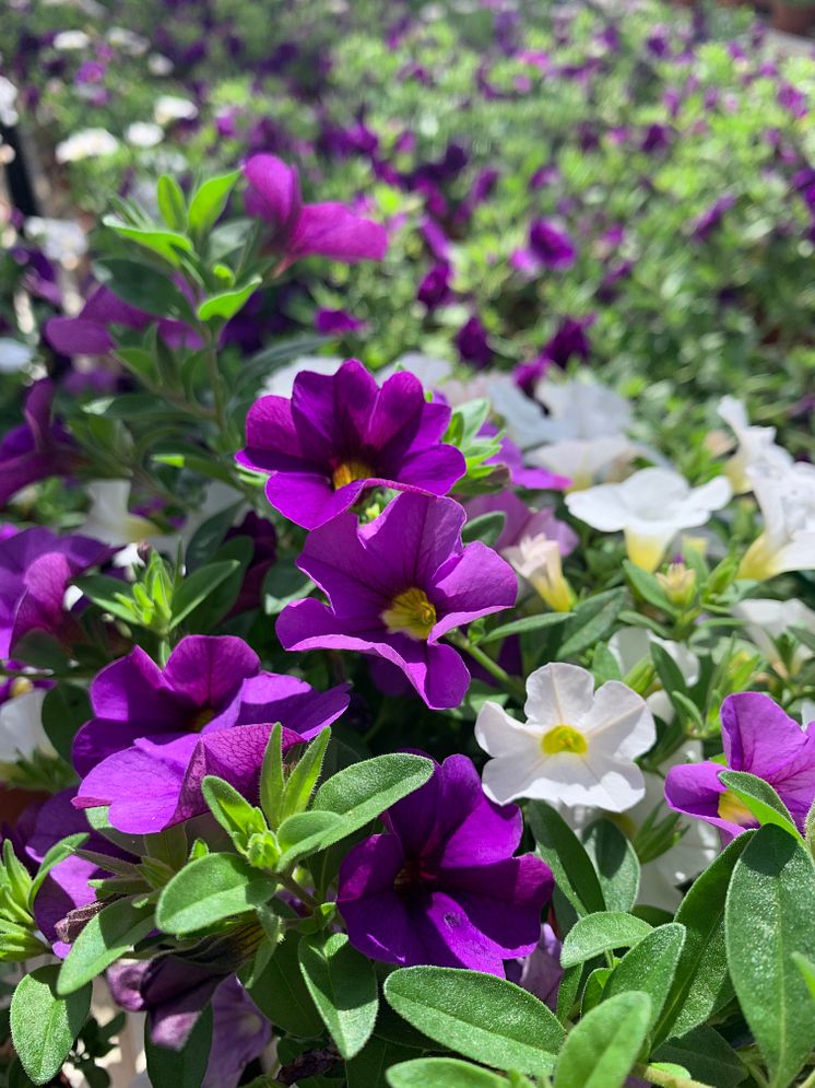 Sommarblomsodling hos Görarps Blomsterproduktion