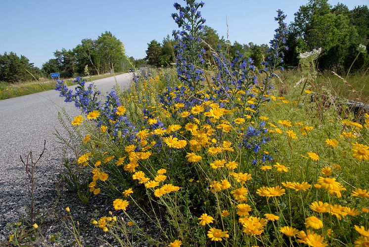 Blommande vägkant, Gotland