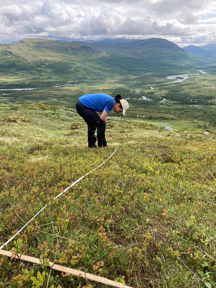 Marianne Stoessel undersöker spår efter växtätare i de svenska fjällen. Foto: Rozália Kapás/Stockholms universitet