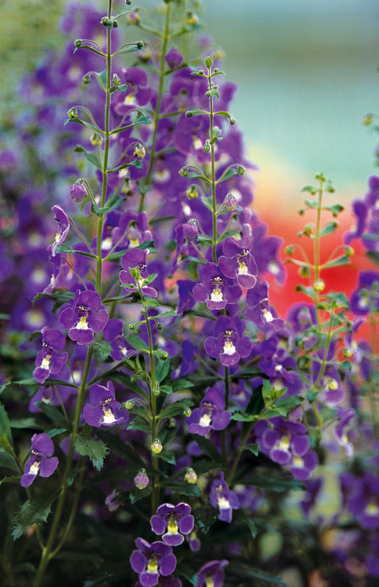 Angelonia 