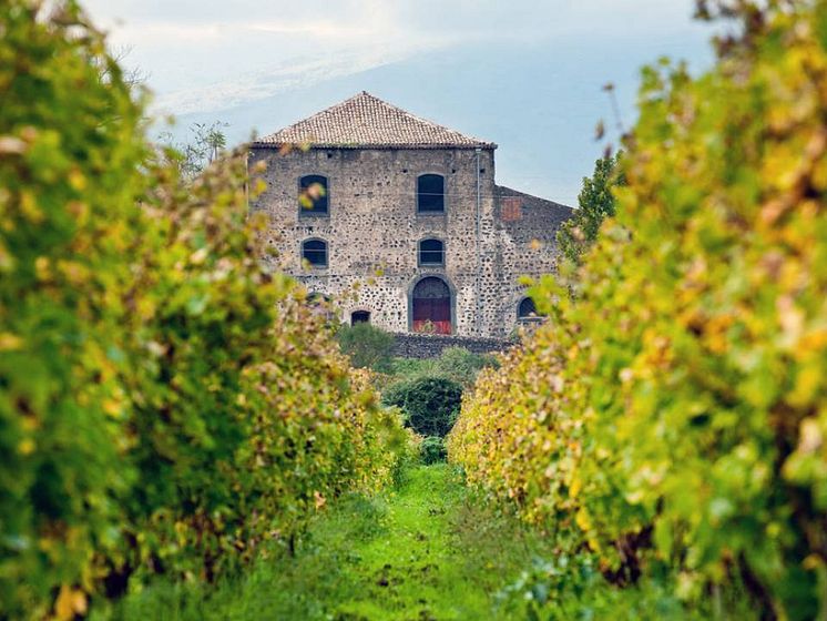 Vineyard with house Graci.jpg