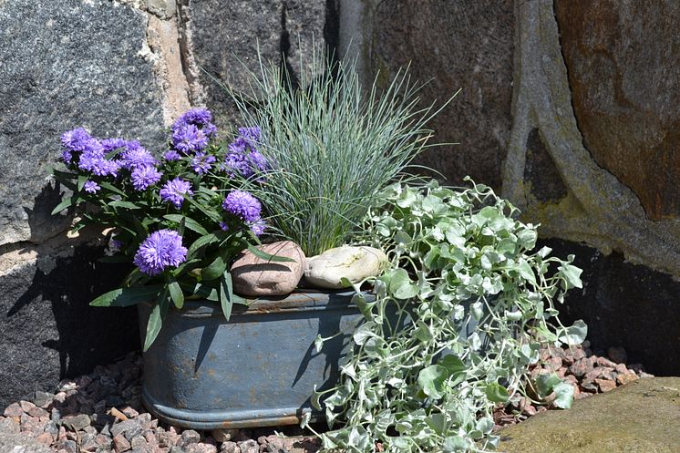 Blåsvingel, sommaraster och silvernjurvinda