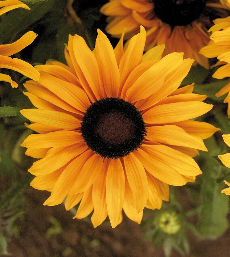 Sommarrudbeckia nära