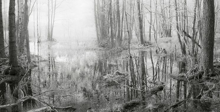 Silverskogen, 2021, Gelatin Silver Print, 88x172,5 cm