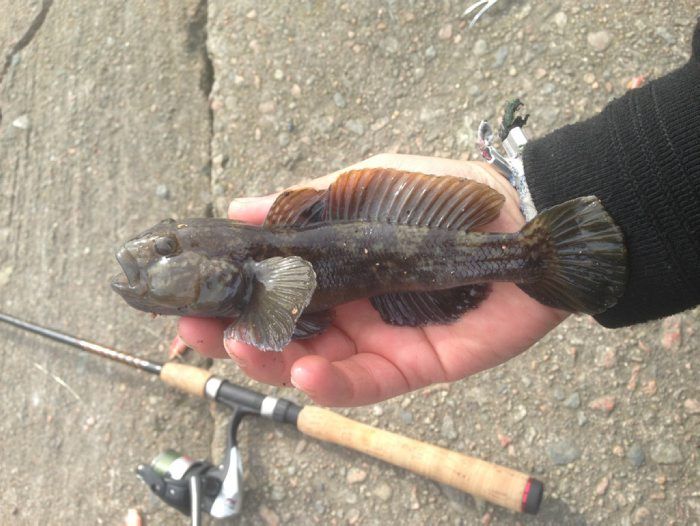 Invasiv fiskart ökar snabbt i Sverige: 