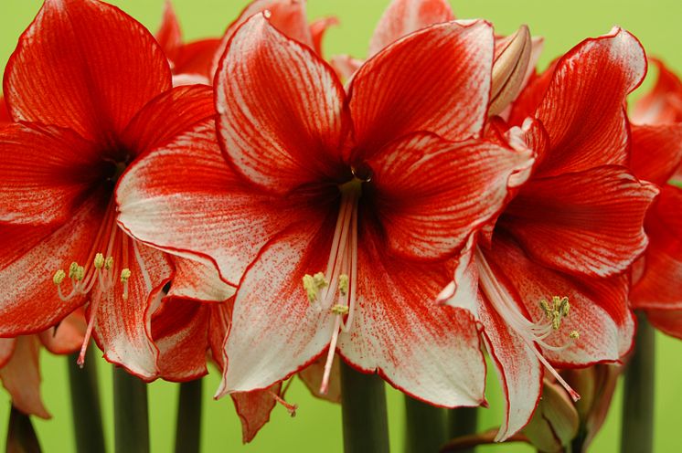 Amaryllis 'Charisma'